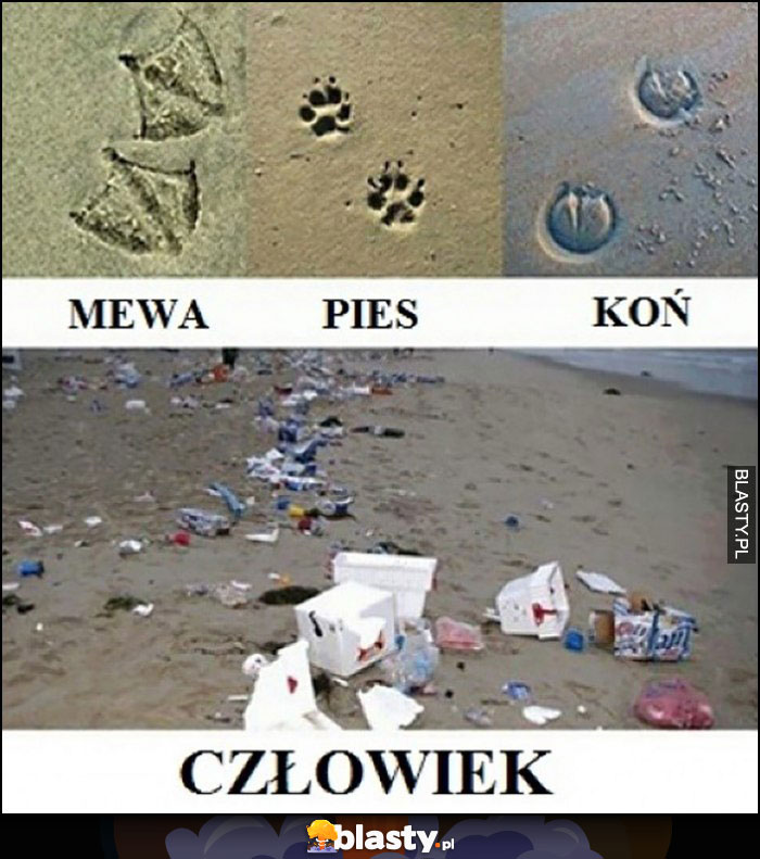 Ślady na piasku plaży mewa, pies, koń, człowiek zostawia po sobie śmieci