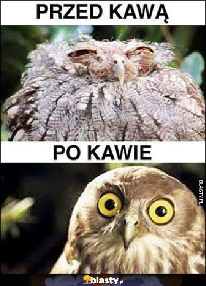 Sowa przed kawą vs po kawie porównanie