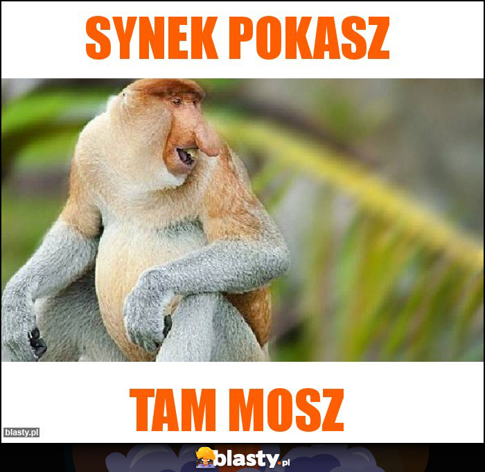 synek pokasz synek pokasz