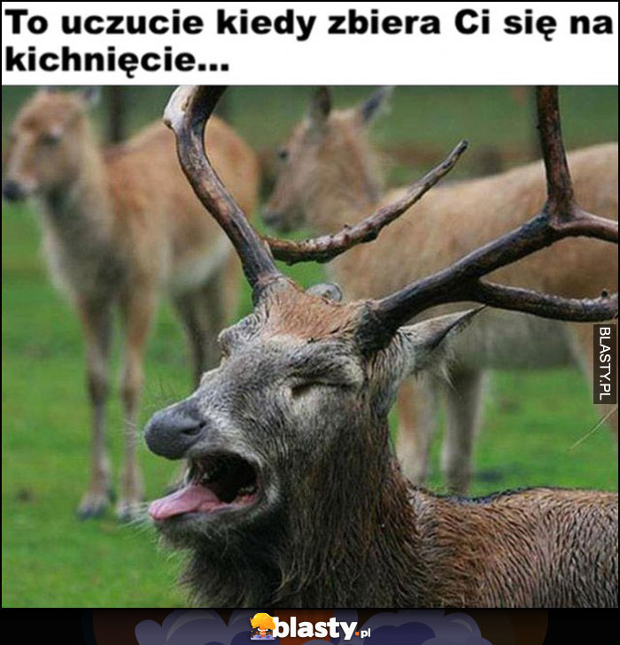 To uczucie kiedy zbiera Ci sięna kichnięcie będę rzygał jeleń łoś