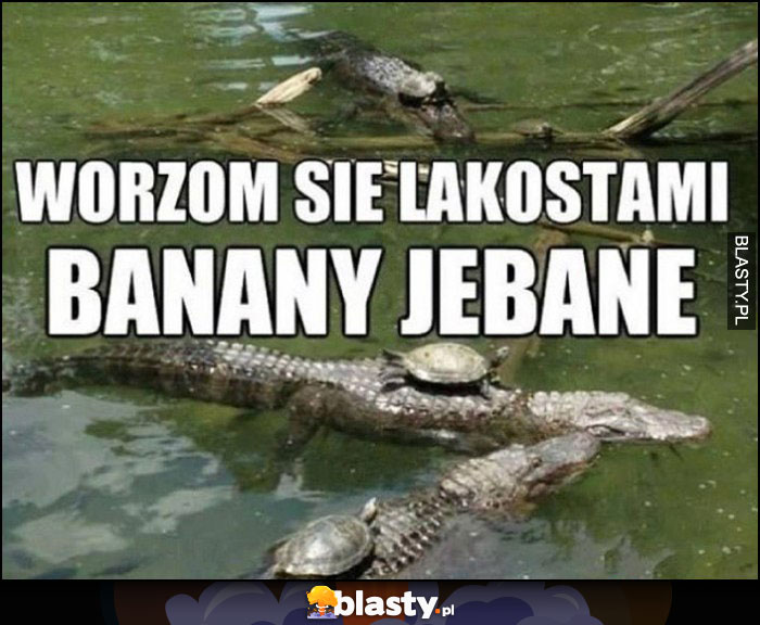 Wożą się Lacostami banany jechane, żółwie na krokodylach