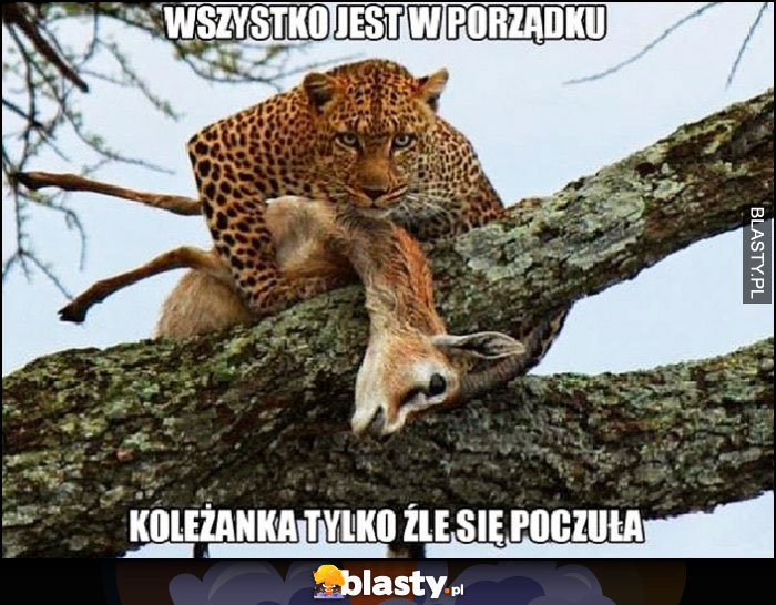 Wszystko jest w porządku, koleżanka tylko źle się poczuła tygrys gepard antylopa