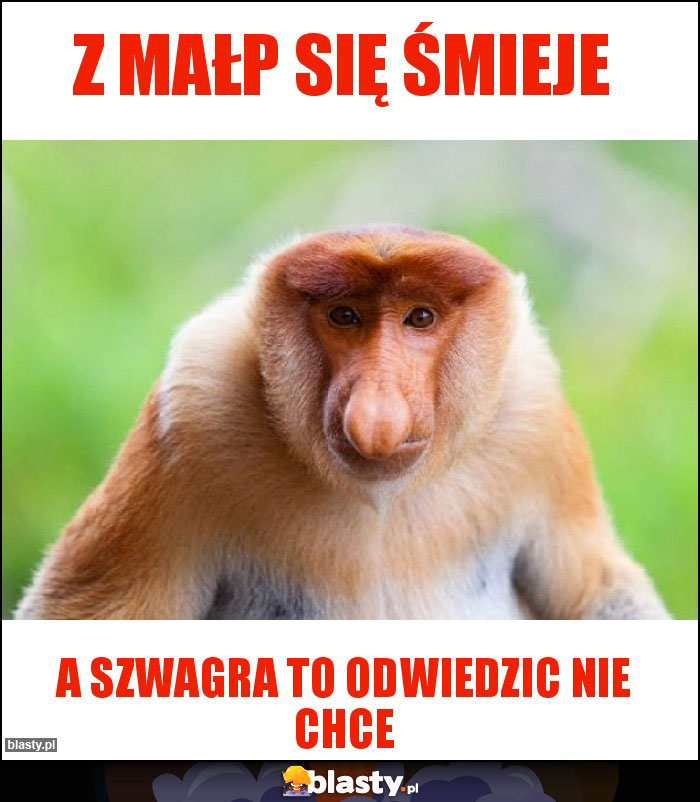 Z małp się śmieje Z małp się śmieje