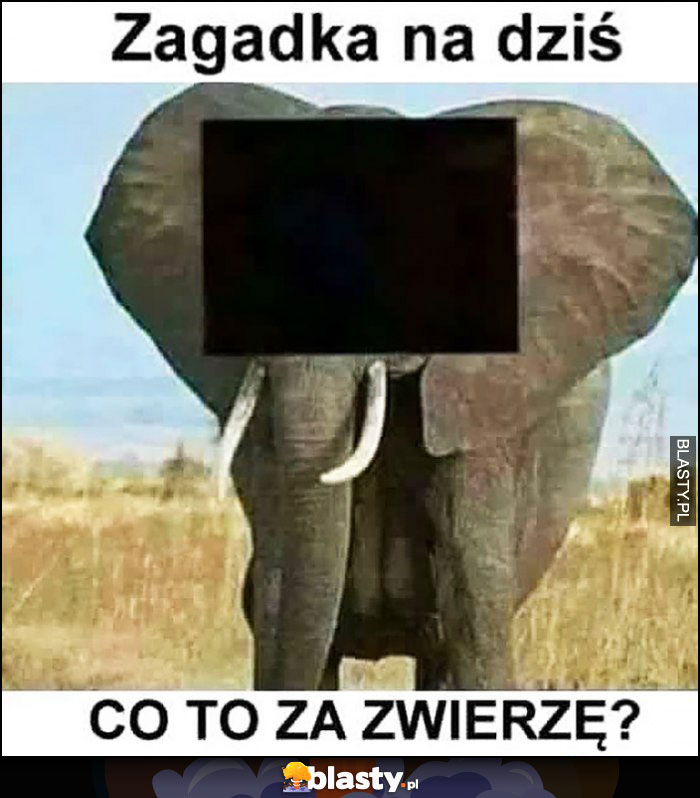 Zagadka na dziś co to za zwierzę? Słoń