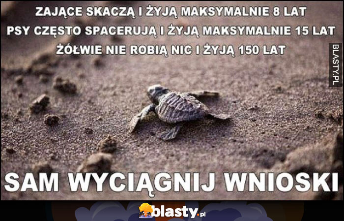 Zające skaczą i żyją 8 lat, psy spacerują i żyją 15 lat, żółwie nie robią nic i żyją 150 lat, sam wyciągnij wnioski