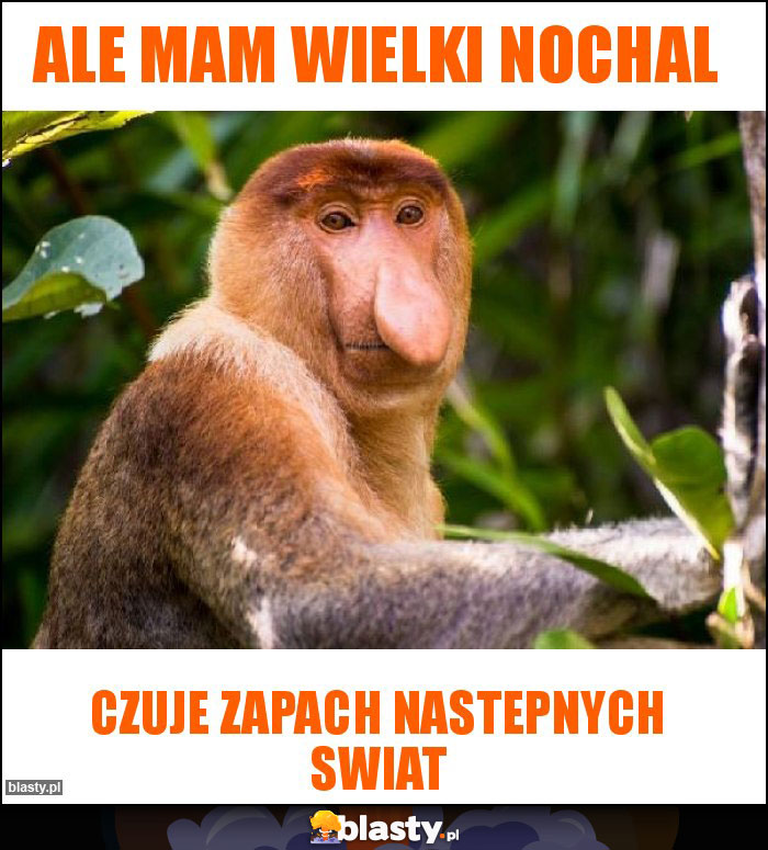 Ale mam wielki nochal Ale mam wielki nochal