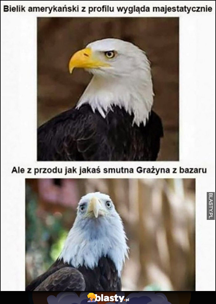 Bielik amerykański z profilu wygląda majestatycznie ale z przodu jak smutna Grażyna z bazaru