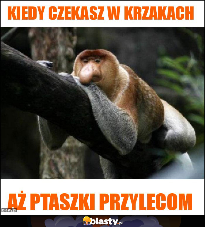 Kiedy czekasz w krzakach Kiedy czekasz w krzakach