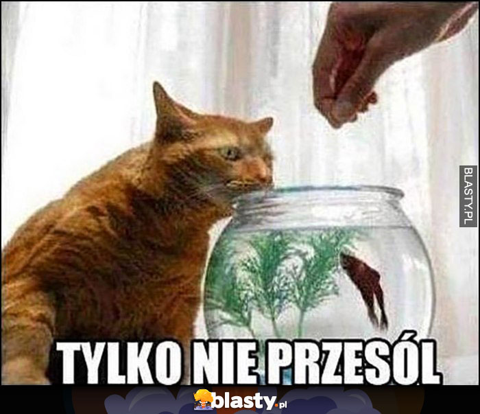 Kot rybka tylko nie przesól