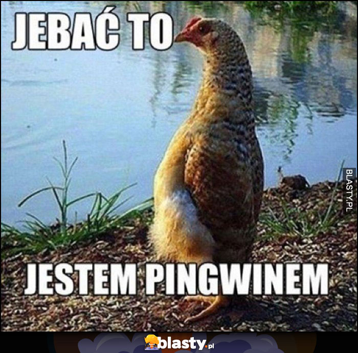 Kura walić to, jestem pingwinem