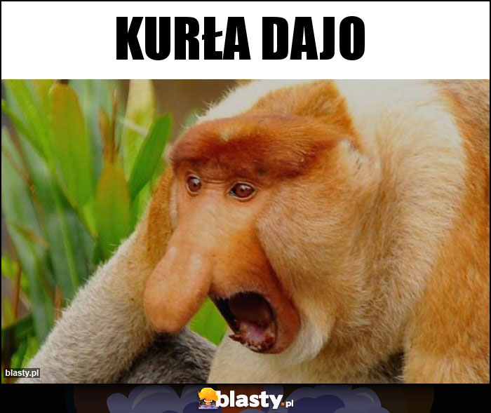 KURŁA DAJO KURŁA DAJO