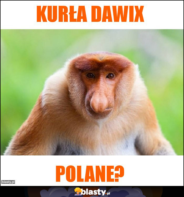 Kurła dawix Kurła dawix