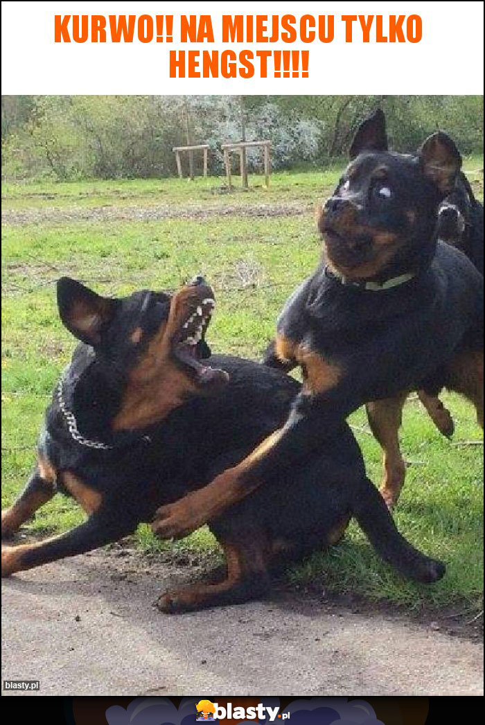 Kurwo!! Na miejscu tylko hengst!!!! Kurwo!! Na miejscu tylko hengst!!!!