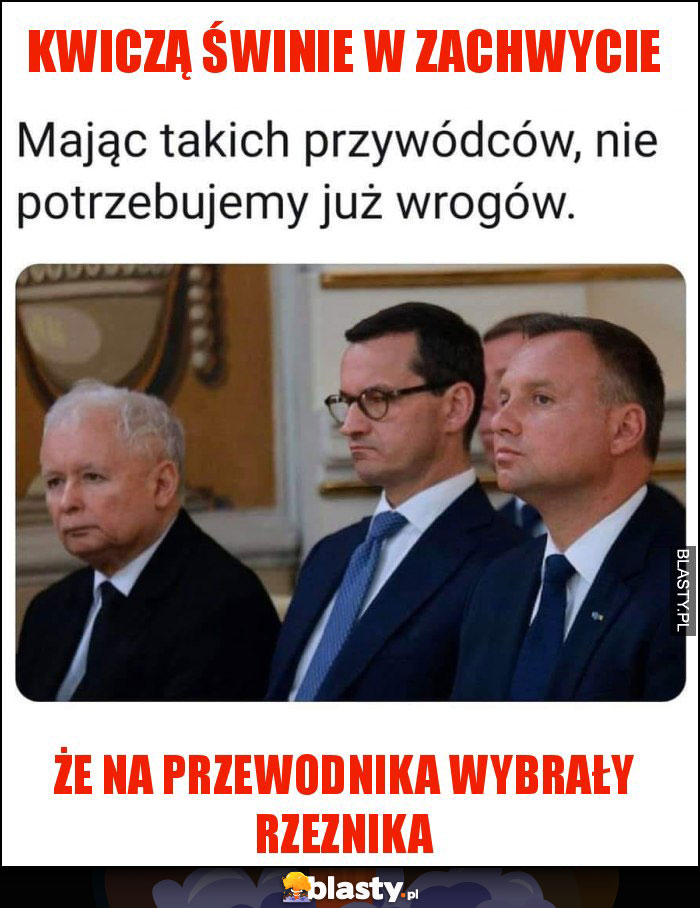 Kwiczą świnie w zachwycie Kwiczą świnie w zachwycie