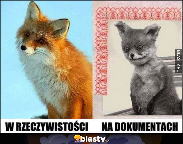 Lis lisek w rzeczywistości vs na dokumentach