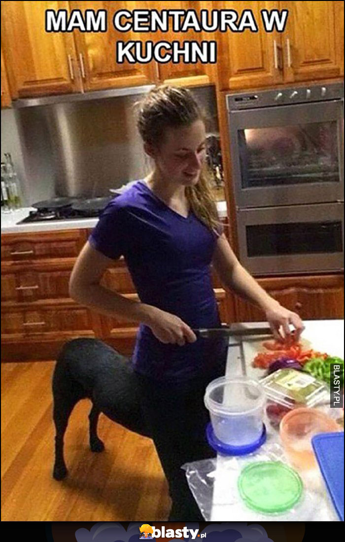 Mam centaura w kuchni laska z nogami psa