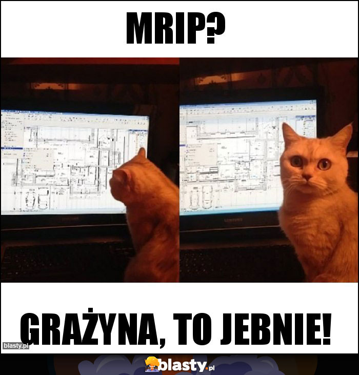 Mrip?