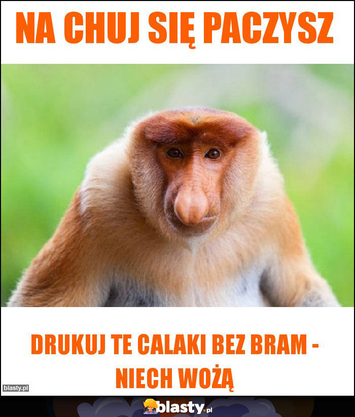 Na chuj się paczysz Na chuj się paczysz