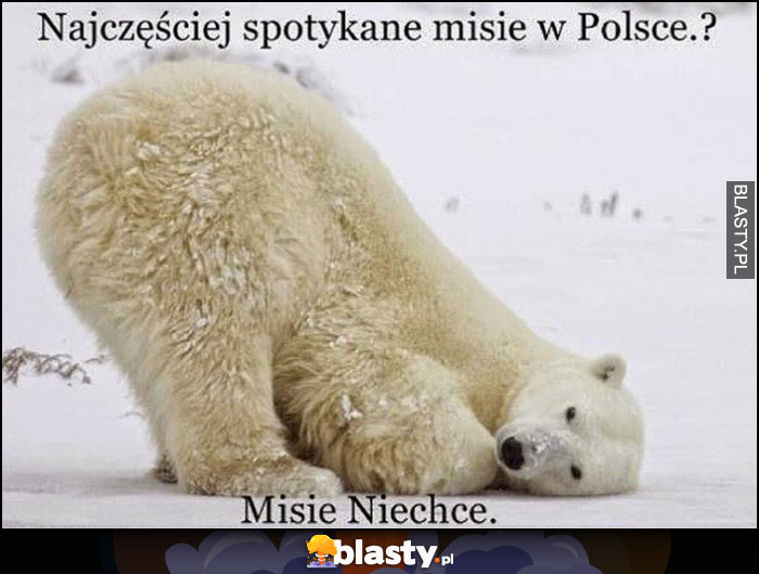 Najczęściej spotykane misie w Polsce? Misie niechce