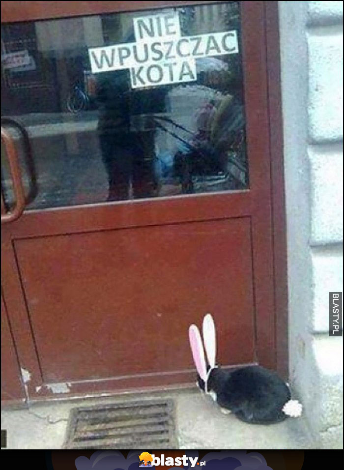 Nie wpuszczać kota napis na drzwiach, kot czeka w przebraniu królika zająca
