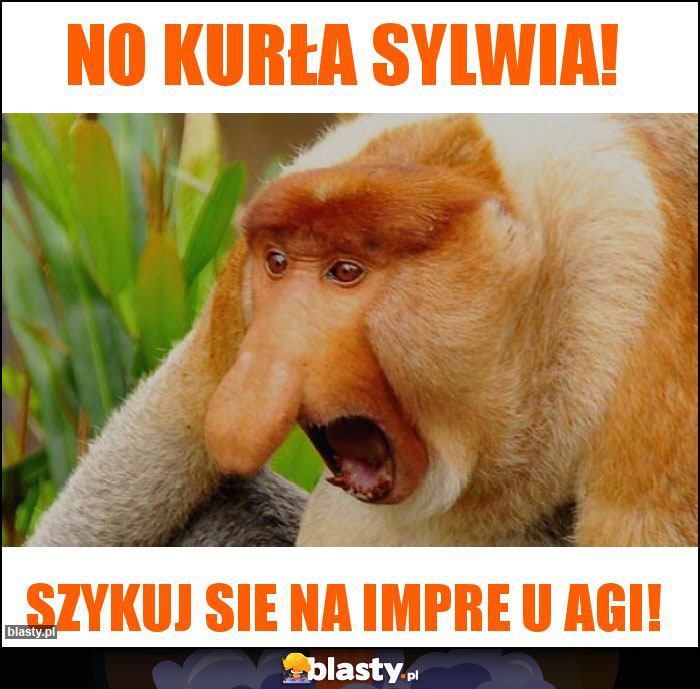 No kurła sylwia! No kurła sylwia!