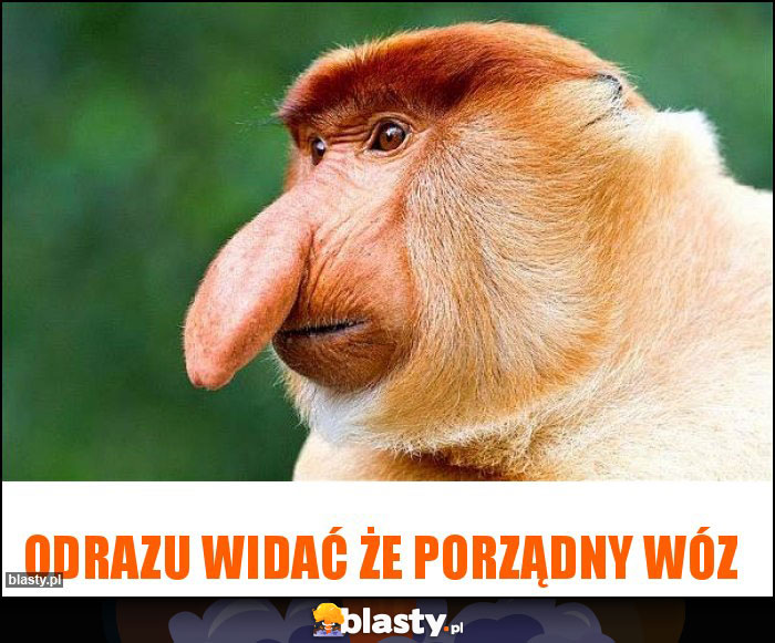 ODRAZU WIDAĆ ŻE PORZĄDNY WÓZ ODRAZU WIDAĆ ŻE PORZĄDNY WÓZ