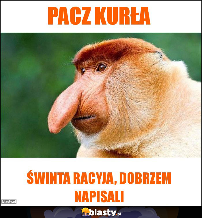 Pacz kurła Pacz kurła