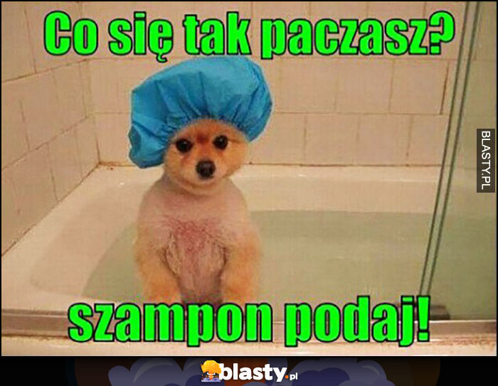 Pies w kąpieli co się tak gapisz szampon podaj