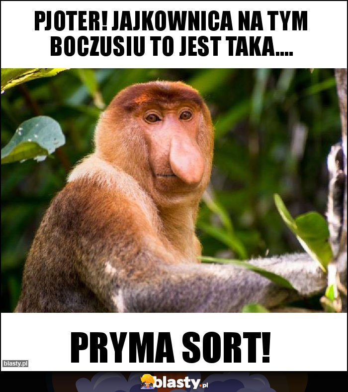 Pjoter! Jajkownica na tym boczusiu to jest taka.... Pjoter! Jajkownica na tym boczusiu to jest taka....