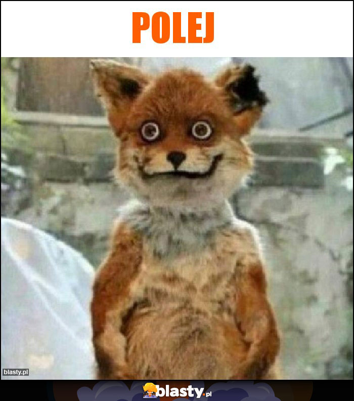 Polej