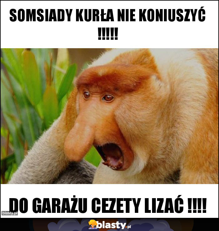 Somsiady kurła nie koniuszyć !!!!!