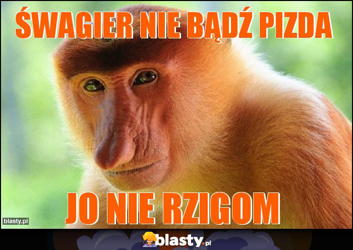 Śwagier nie bądź pizda Śwagier nie bądź pizda