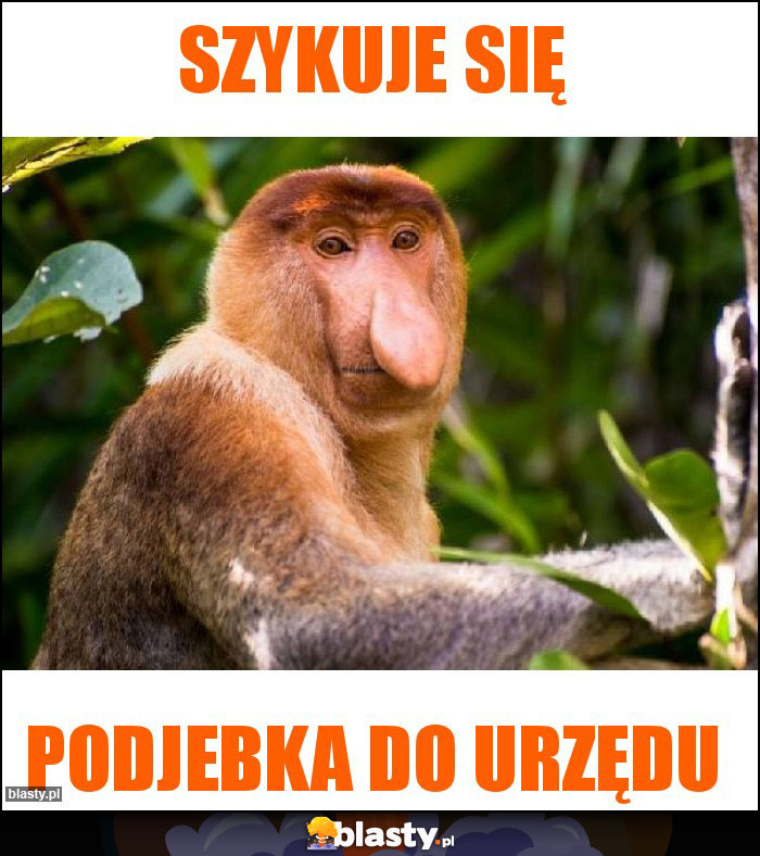 Szykuje się
