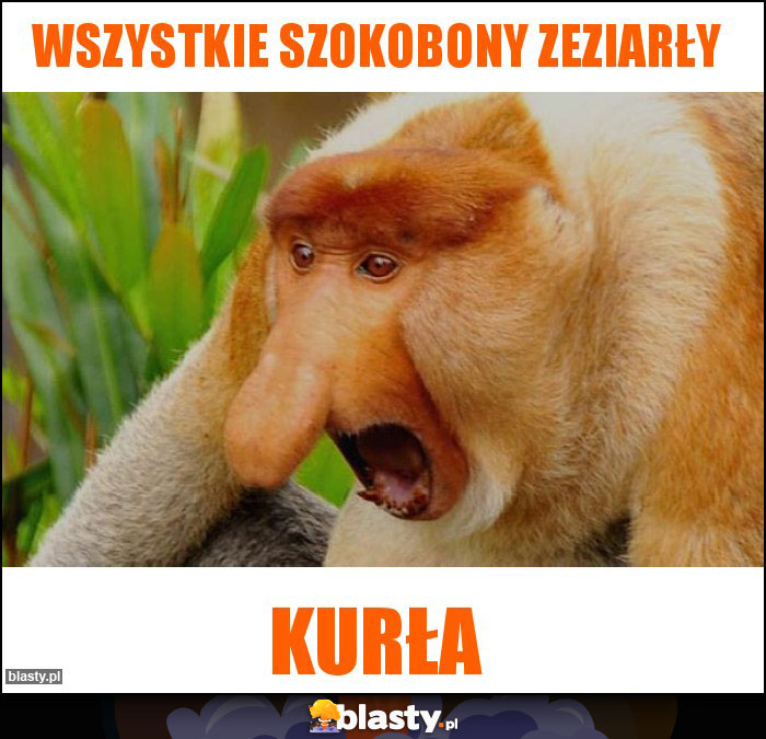 Wszystkie szokobony zeziarły Wszystkie szokobony zeziarły