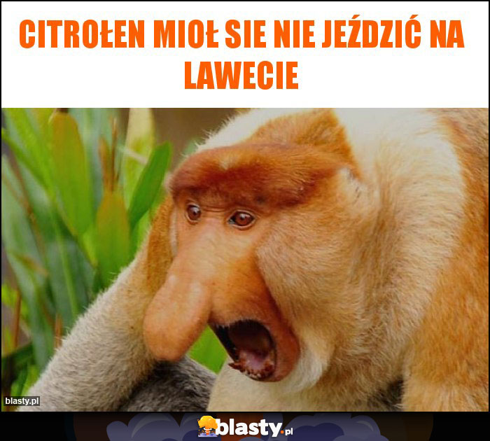 Citrołen mioł sie nie jeździć na lawecie Citrołen mioł sie nie jeździć na lawecie