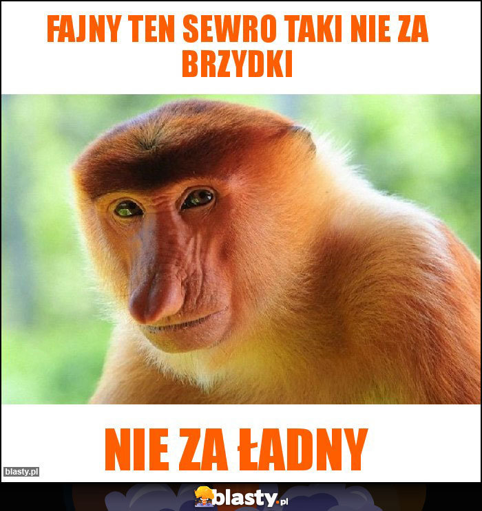 Fajny ten sewro taki nie za brzydki Fajny ten sewro taki nie za brzydki