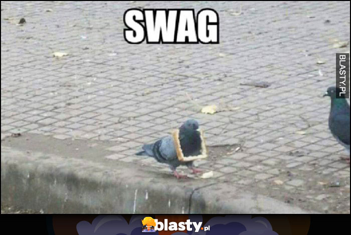 Gołąb z chlebem na szyi jak łańcuch SWAG