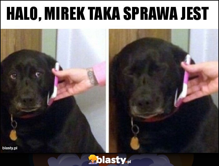 Halo, Mirek taka sprawa jest Halo, Mirek taka sprawa jest