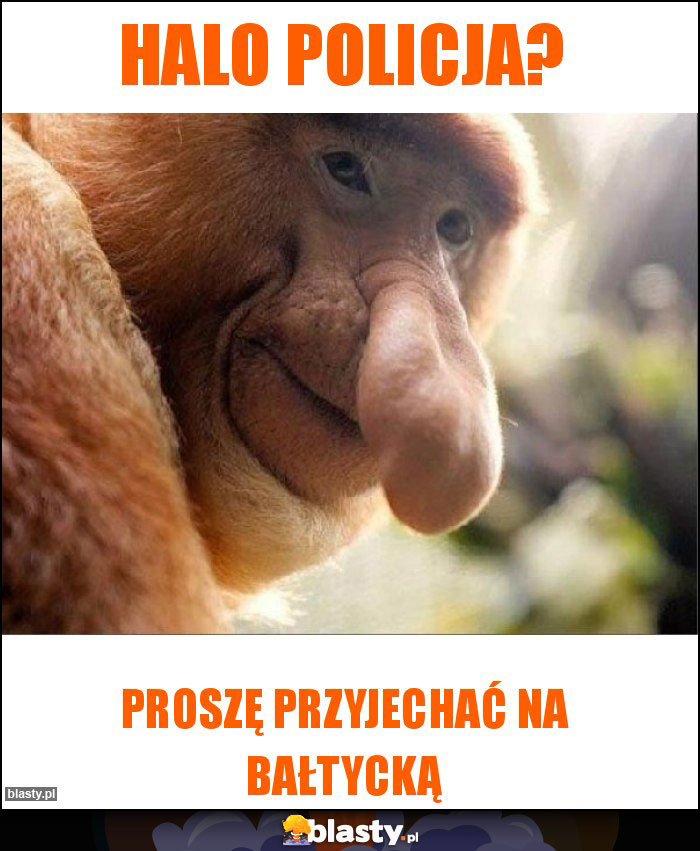 Halo policja? Halo policja?