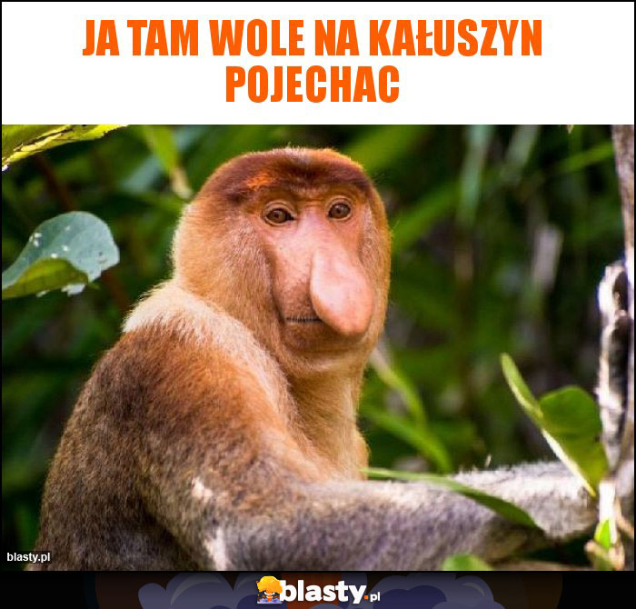 Ja tam wole na Kałuszyn pojechac Ja tam wole na Kałuszyn pojechac