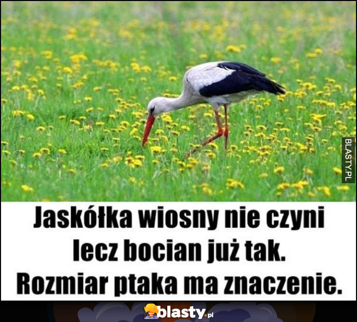 Jaskółka wiosny nie czyni, lecz bocian już tak - rozmiar ptaka ma znaczenie