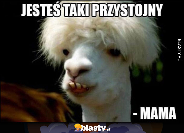 Jesteś taki przystojny - mama. Brzydka lama