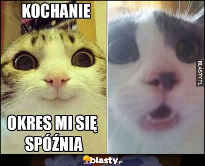 Kochanie okres mi się spóźnia kot zdziwiony koty