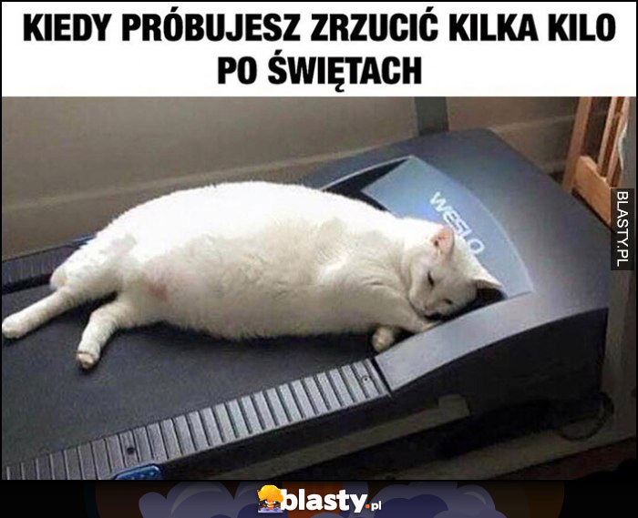 Kot kiedy próbujesz zrzucić kilka kilo po świętach leży na bieżni