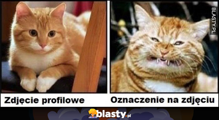 Kot zdjęcie profilowe vs oznaczenie na zdjęciu porównanie