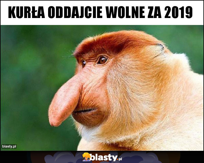 Kurła oddajcie wolne za 2019 Kurła oddajcie wolne za 2019