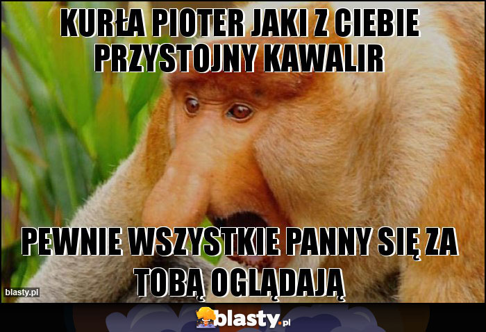 KURŁA PIOTER JAKI Z CIEBIE PRZYSTOJNY KAWALIR KURŁA PIOTER JAKI Z CIEBIE PRZYSTOJNY KAWALIR