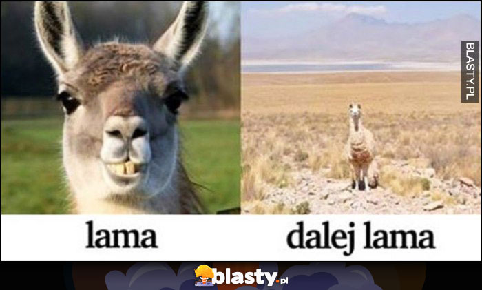 Lama, dalej lama - lama w oddali