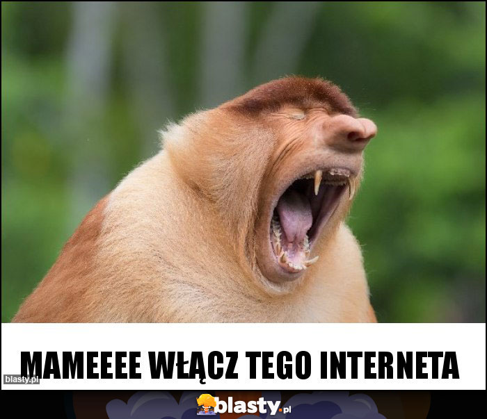 Mameeee włącz tego interneta Mameeee włącz tego interneta