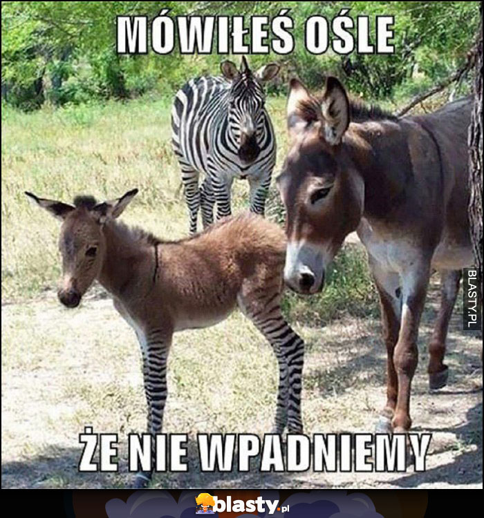 Mieszaniec osioł zebra, mówiłeś ośle, że nie wpadniemy